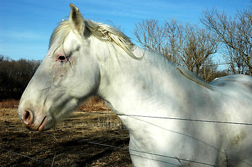 Image showing White Horse