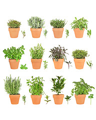 Image showing Twelve Herbs with Specimens