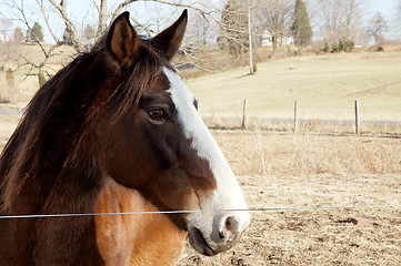 Image showing Brown Horse