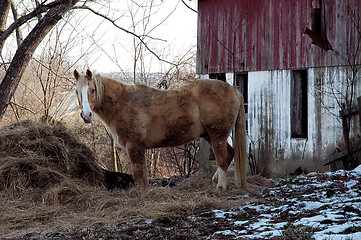 Image showing Horse Barn