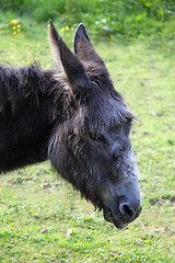 Image showing Donkey