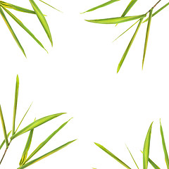 Image showing Bamboo Leaf Border