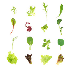 Image showing Salad Lettuce Leaves