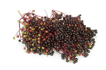 Image showing Elderberries