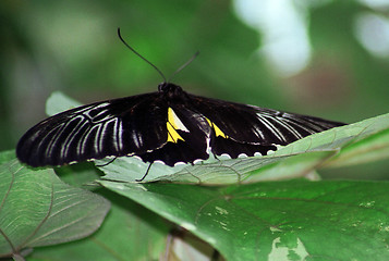 Image showing yellow abd black butterfly