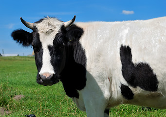 Image showing close-up portrait of horned cow