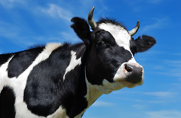 Image showing close-up view of horned cow