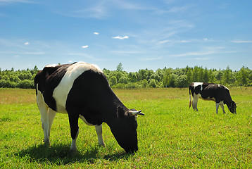 Image showing Couple of cows