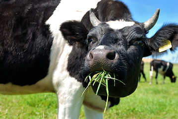 Image showing cow chewing grass