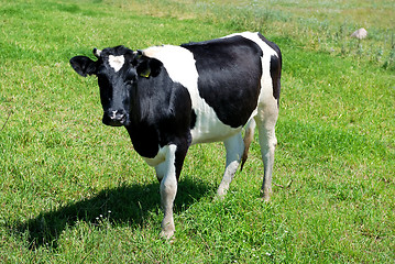 Image showing cow on green pasture