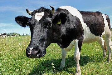 Image showing Curious cow at green pasture