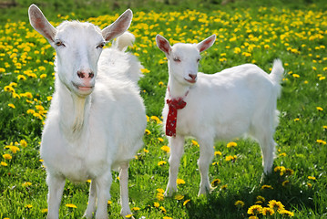 Image showing she-goat and goatling