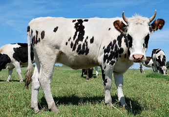 Image showing speckled cow and herd on green pasture