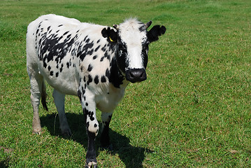 Image showing speckled cow