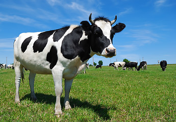 Image showing young horned cow on the grassland