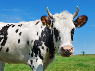 Image showing young horned spotted cow