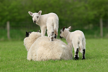 Image showing Spring Lambs