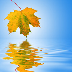 Image showing Autumn Leaf Beauty