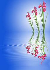 Image showing Red Iris Beauties