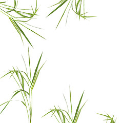 Image showing Zen Abstract Bamboo Grass