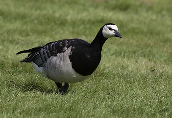 Image showing Barnacle Goose. 