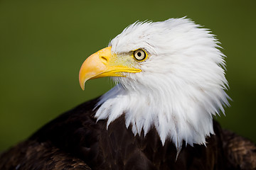 Image showing Eagle detail