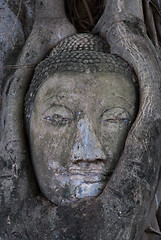 Image showing Head of Buddha image in Ayuttaya