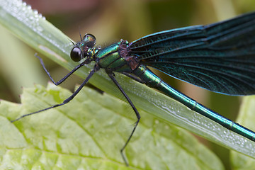 Image showing Dragonfly outdoor