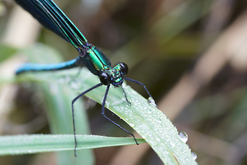 Image showing Dragonfly outdoor