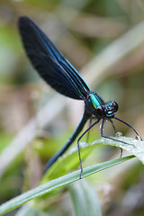 Image showing Dragonfly outdoor