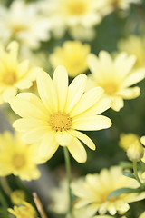 Image showing Yellow Aster Daisy