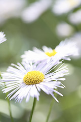 Image showing White Aster Daisy.