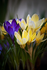 Image showing crocuses