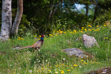 Image showing Pheasant on field