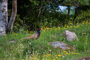 Image showing Pheasant