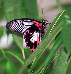 Image showing red and black butterfly