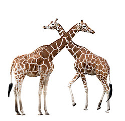 Image showing Two giraffes