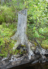 Image showing Tree stump