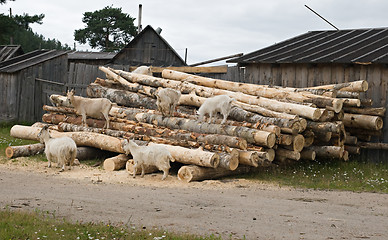 Image showing Goats on a woodpile