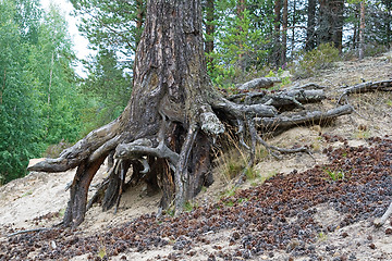 Image showing Crawling tree