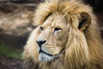 Image showing Male lion