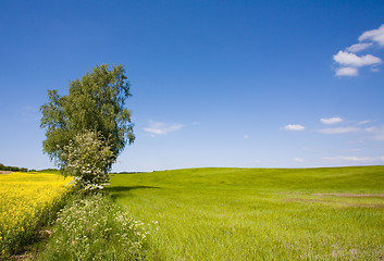 Image showing Fields in the summer