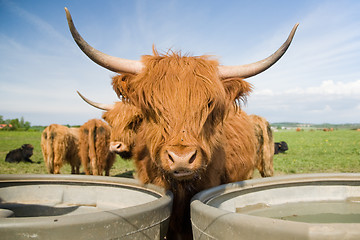 Image showing Highland cattle