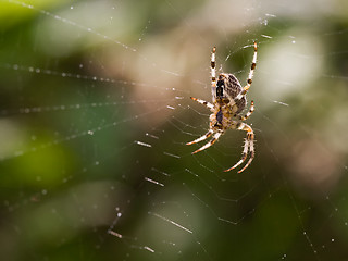 Image showing European garden spider