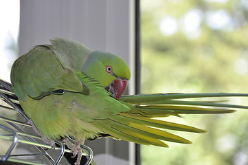 Image showing Parrot