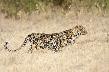 Image showing leopard hunting