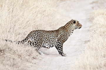 Image showing leopard  stalking