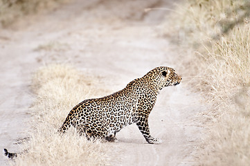 Image showing African leopard  prowling while  chasing antelope