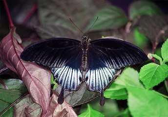Image showing black butterfly