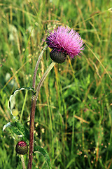 Image showing Great knapweed, (Centaurea scabiosa), 